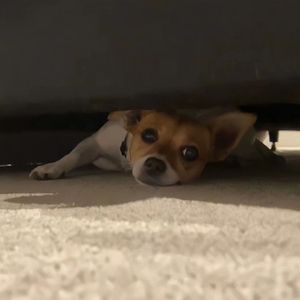 性欧美内谢一Vide0Se
